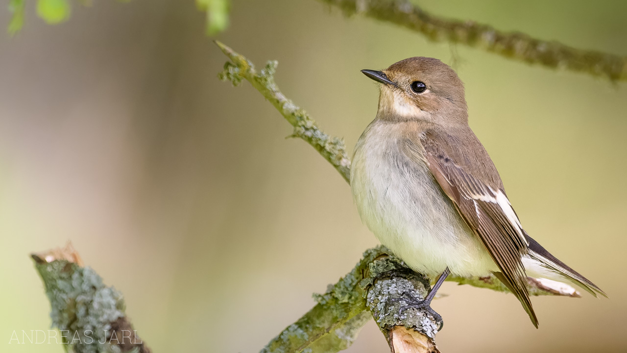 ficedula_hypoleuca_4931_dxoxd