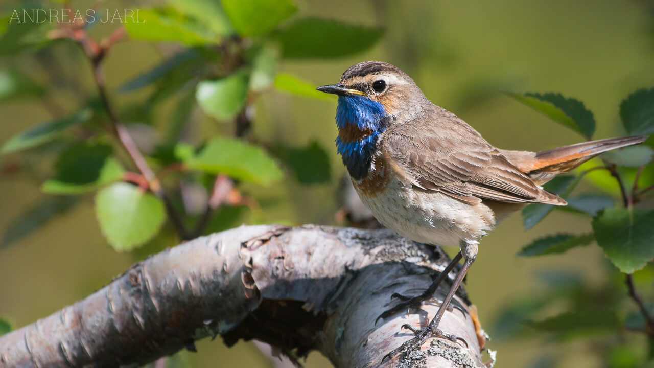 luscinia_svecica_svecica_1260