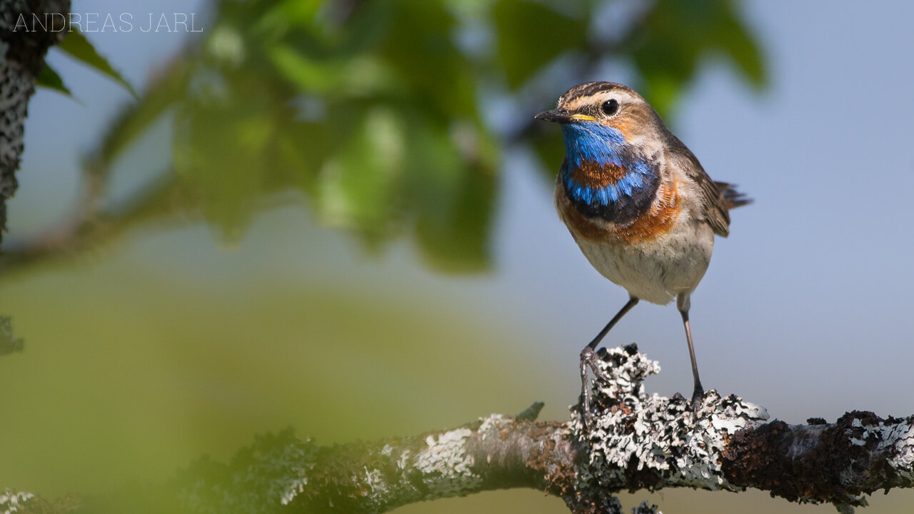 luscinia_svecica_svecica_1261