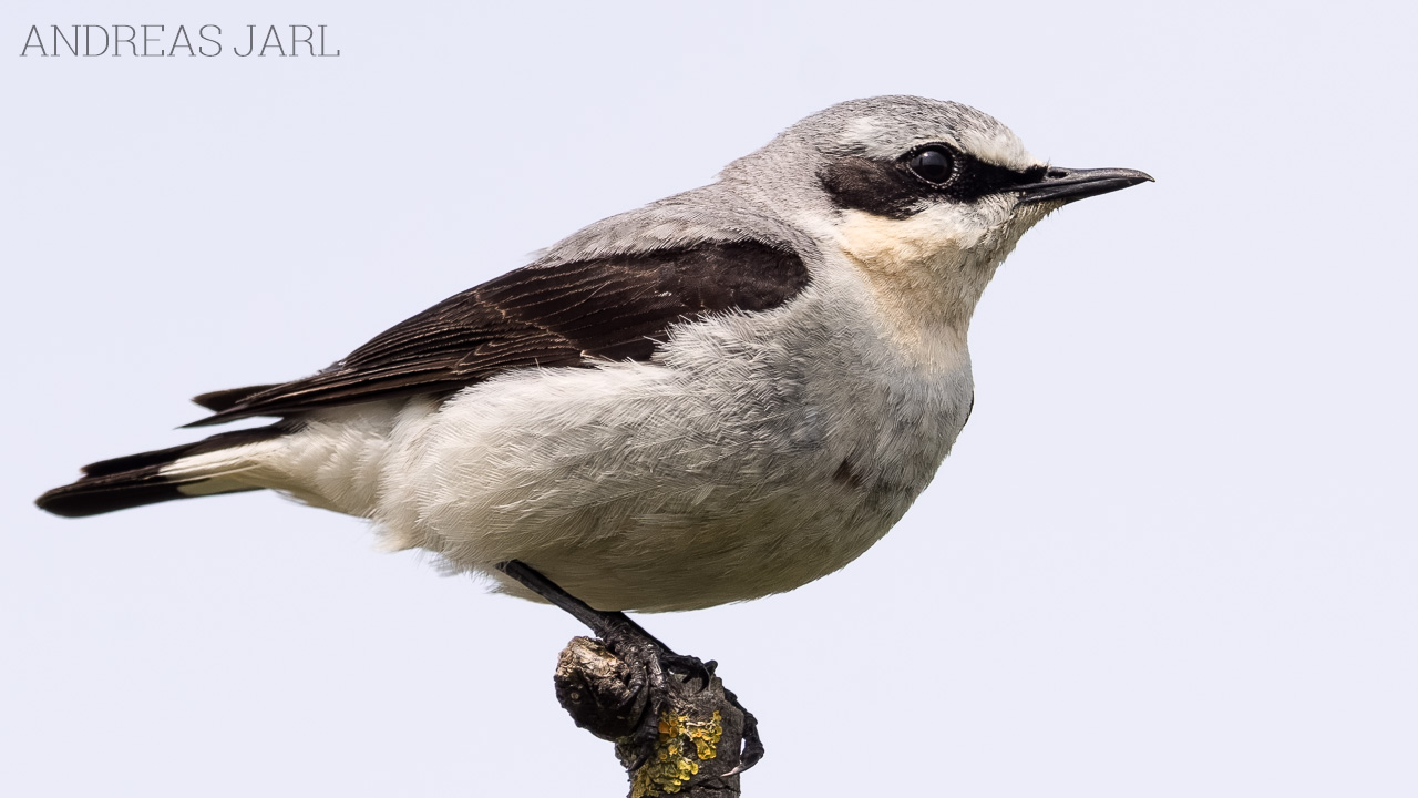 oenanthe_oenanthe_4953_dxoxd