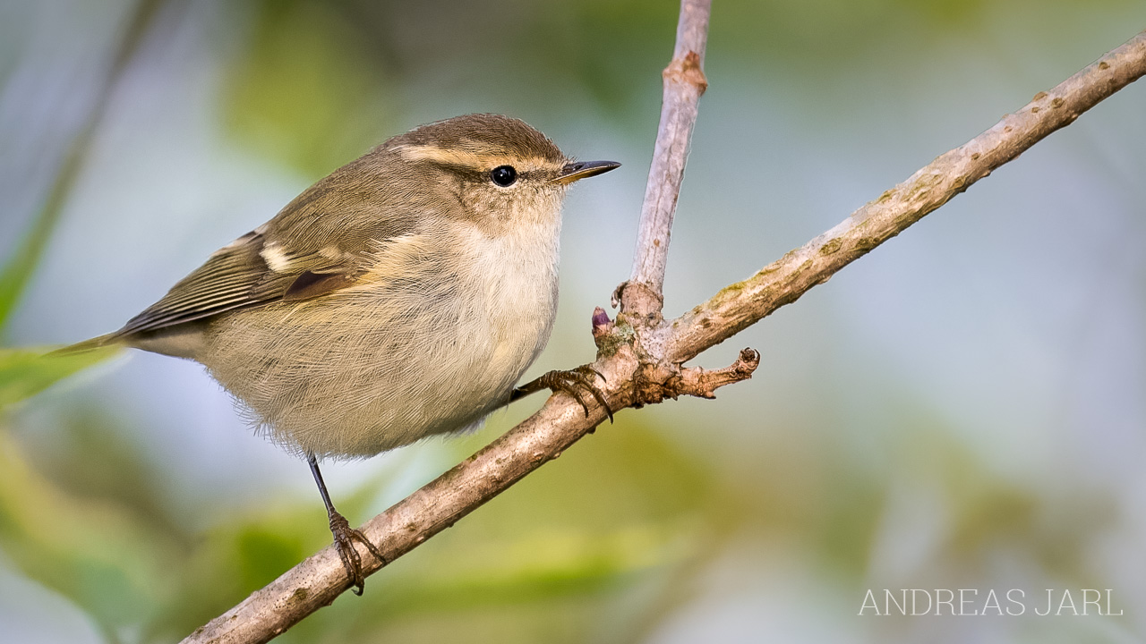 phylloscopus_humei_4965_dxoxd