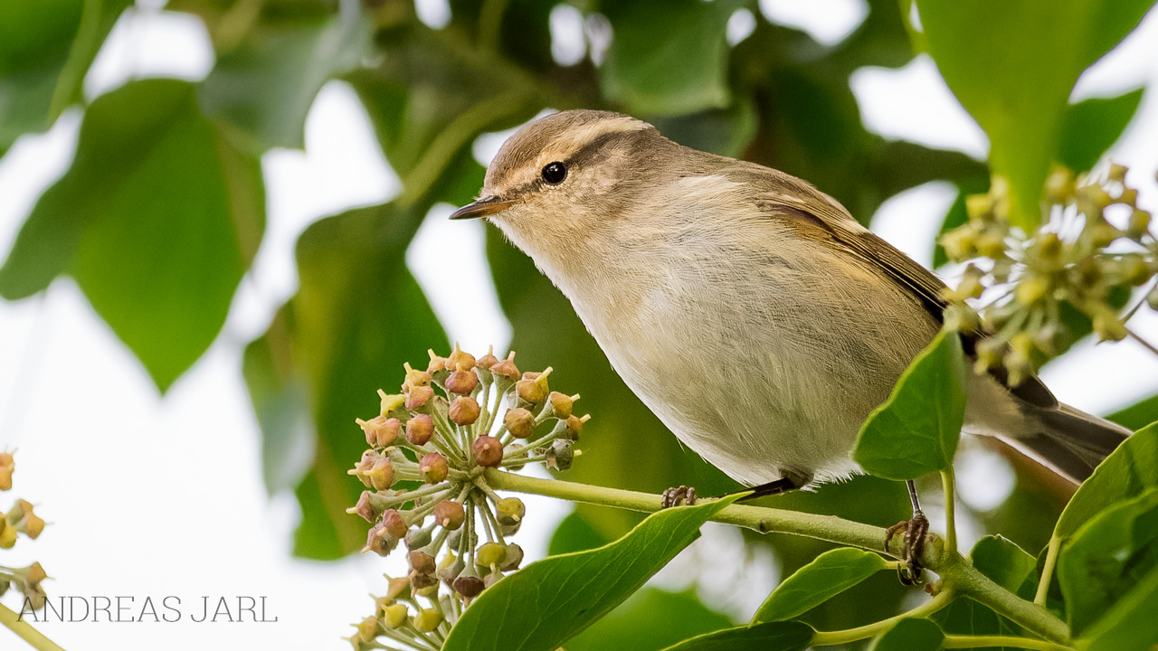 phylloscopus_humei_4966_dxoxd