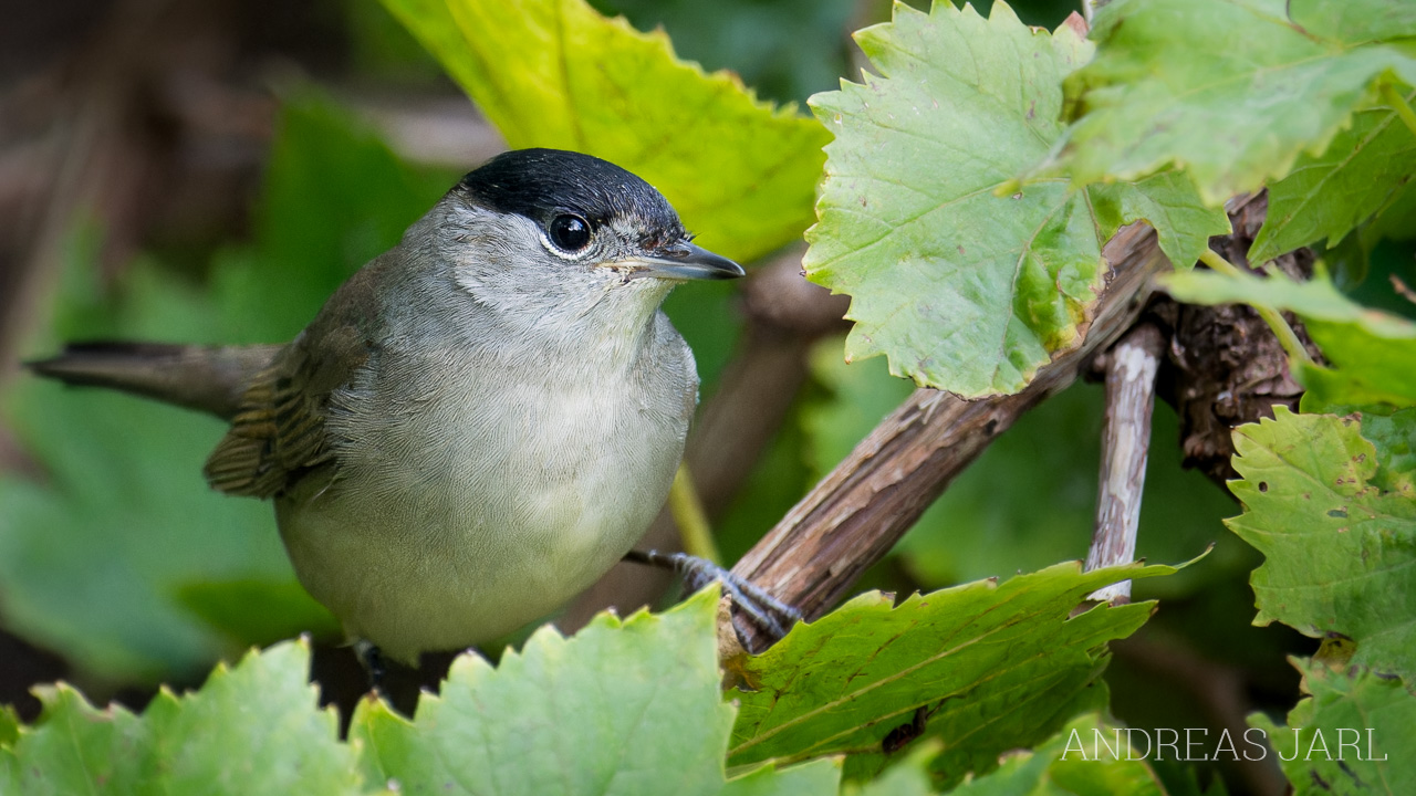 sylvia_atricapilla_4967_dxoxd