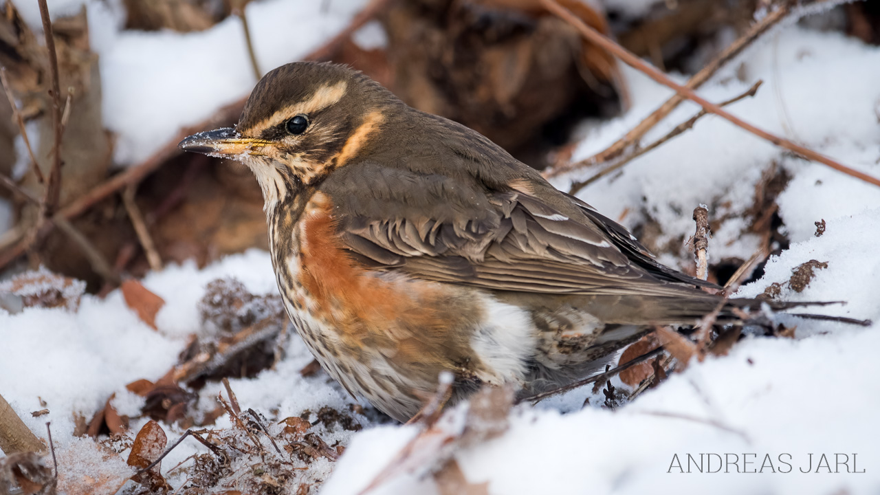 turdus_iliacus_4980_dxoxd
