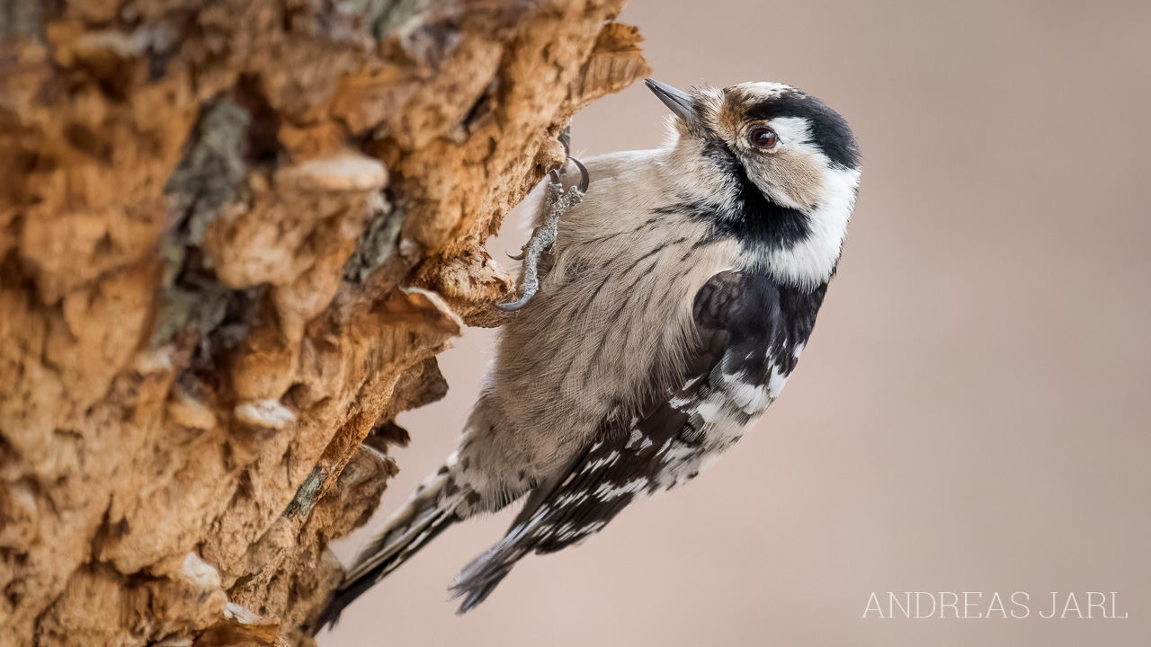 dryobates_minor_4989_dxoxd