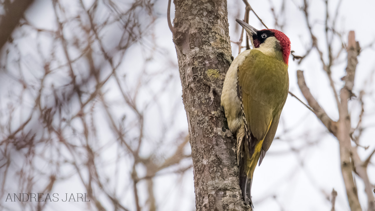 picus_viridis_4982_dxoxd