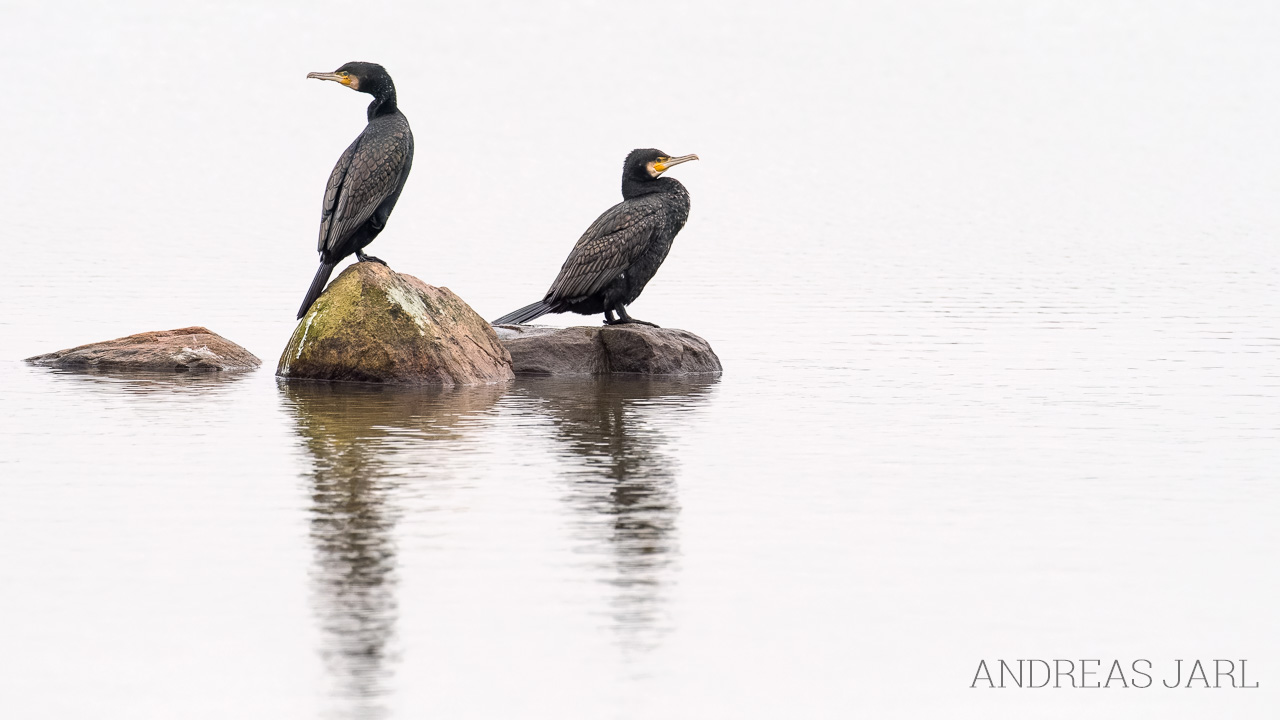 phalacrocorax_carbo_4973